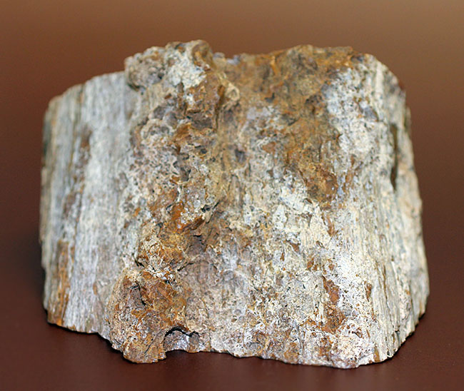 人気のベベルカット、２面鏡面仕上げ！2億5千万年前のモンキーパズルの木の幹の化石、珪化木（ケイカボク）（その9）
