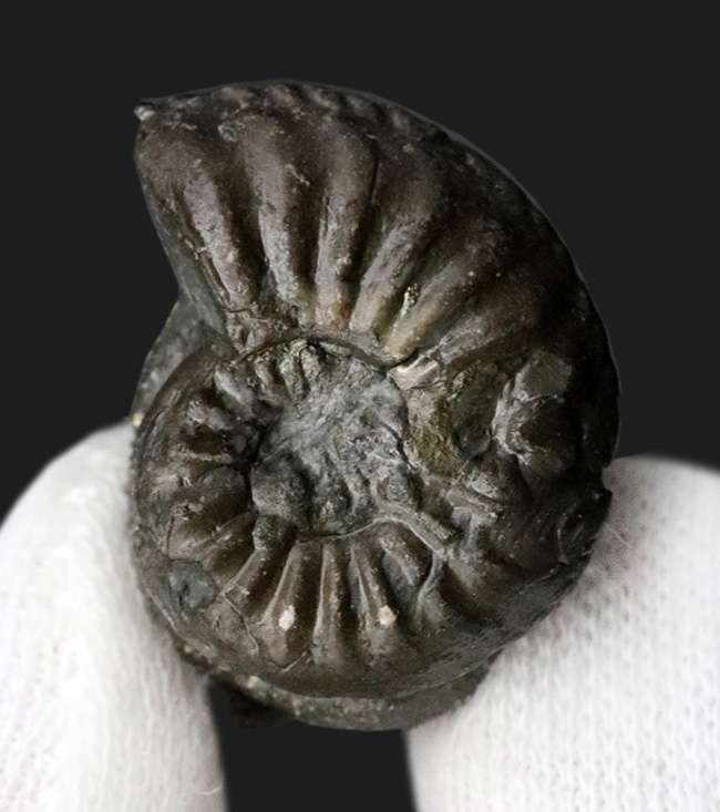 なんと西ドイツ時代(1990年以前)に採集されたジュラ紀のアンモナイト、アマルテウス(Amaltheus margaritatus)の黄鉄鉱化標本(その1)