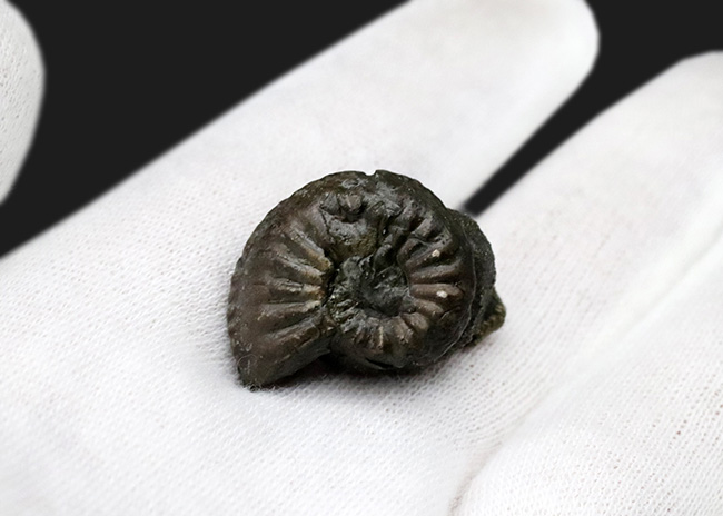 なんと西ドイツ時代(1990年以前)に採集されたジュラ紀のアンモナイト、アマルテウス(Amaltheus margaritatus)の黄鉄鉱化標本(その2)