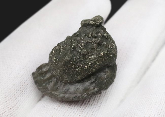 なんと西ドイツ時代(1990年以前)に採集されたジュラ紀のアンモナイト、アマルテウス(Amaltheus margaritatus)の黄鉄鉱化標本(その3)