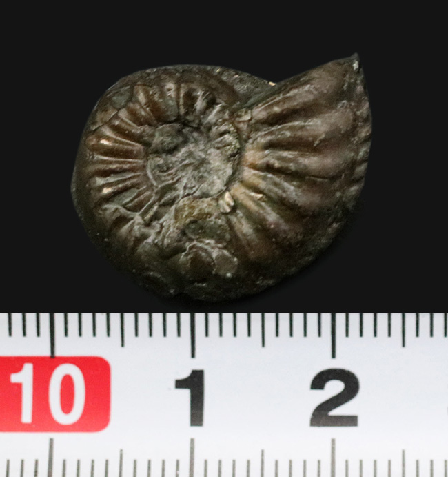 なんと西ドイツ時代(1990年以前)に採集されたジュラ紀のアンモナイト、アマルテウス(Amaltheus margaritatus)の黄鉄鉱化標本(その4)