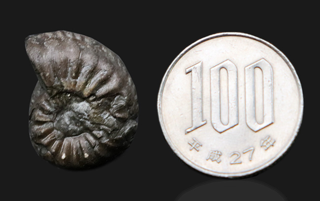 なんと西ドイツ時代(1990年以前)に採集されたジュラ紀のアンモナイト、アマルテウス(Amaltheus margaritatus)の黄鉄鉱化標本(その5)