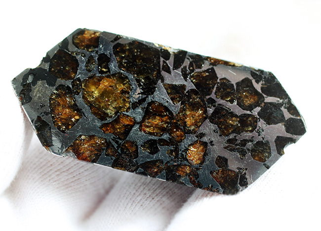 これぞ贅沢！デカい！分厚い！美しい！最厚部１３ミリの分厚く大きな個体！隕石コレクター憧れの、石鉄隕石（パラサイト）、セイムチャン（Seymchan）の塊標本（その6）