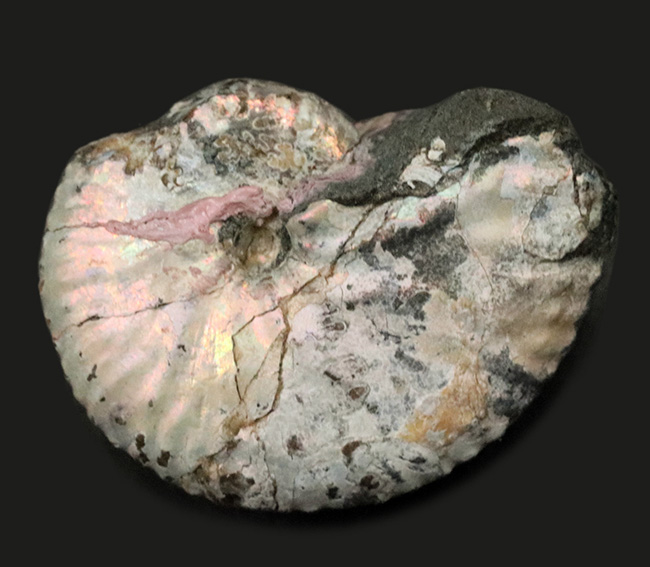 希少な米国サウスダコタ州の遊色アンモナイト、ホプロスカフィテス・ニコレッティ(Hoploscaphites nicolletii)(その1)