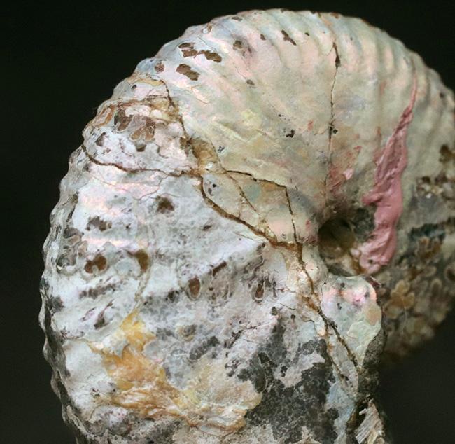 希少な米国サウスダコタ州の遊色アンモナイト、ホプロスカフィテス・ニコレッティ(Hoploscaphites nicolletii)(その2)