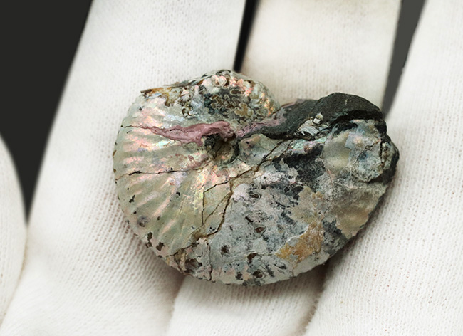 希少な米国サウスダコタ州の遊色アンモナイト、ホプロスカフィテス・ニコレッティ(Hoploscaphites nicolletii)(その4)
