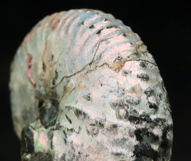 希少な米国サウスダコタ州の遊色アンモナイト、ホプロスカフィテス・ニコレッティ(Hoploscaphites nicolletii)(その5)