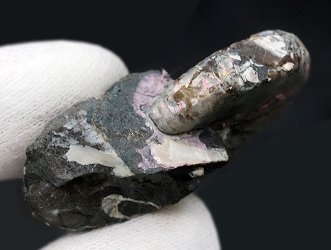希少な米国サウスダコタ州の遊色アンモナイト、ホプロスカフィテス・ニコレッティ(Hoploscaphites nicolletii)(その6)