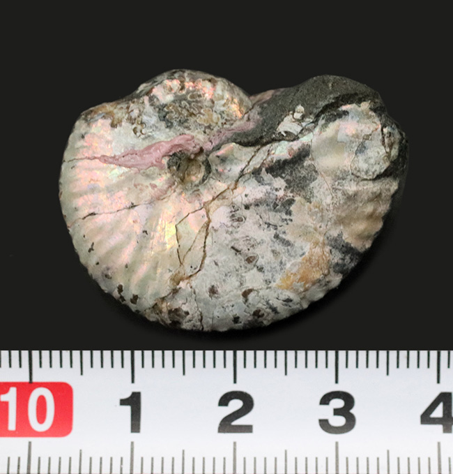 希少な米国サウスダコタ州の遊色アンモナイト、ホプロスカフィテス・ニコレッティ(Hoploscaphites nicolletii)(その7)