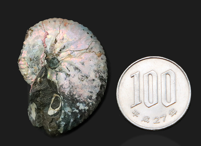 希少な米国サウスダコタ州の遊色アンモナイト、ホプロスカフィテス・ニコレッティ(Hoploscaphites nicolletii)(その8)