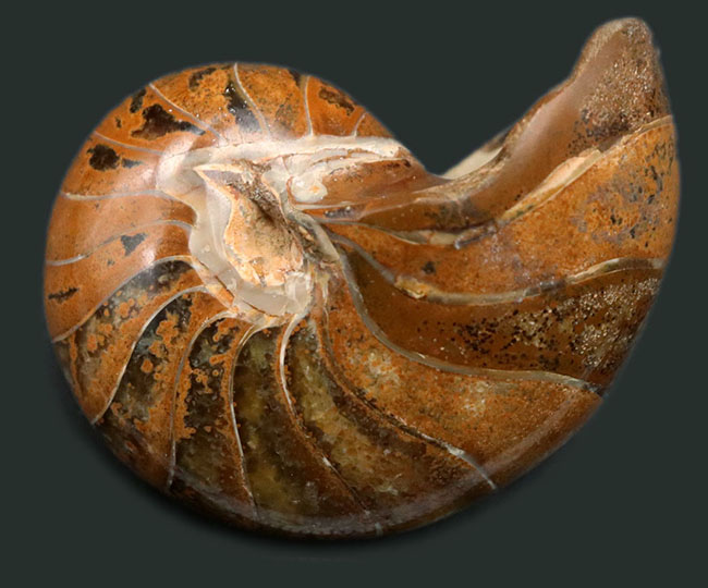 古生代、中生代、現世までその姿をほとんど変えていない生きた化石！およそ１億年前のオウムガイ（Nautilus）の標本（その1）