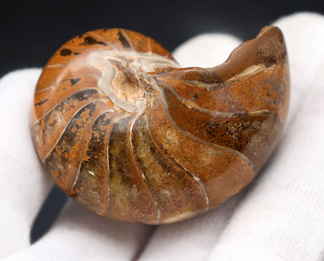 古生代、中生代、現世までその姿をほとんど変えていない生きた化石！およそ１億年前のオウムガイ（Nautilus）の標本（その2）