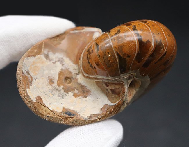 古生代、中生代、現世までその姿をほとんど変えていない生きた化石