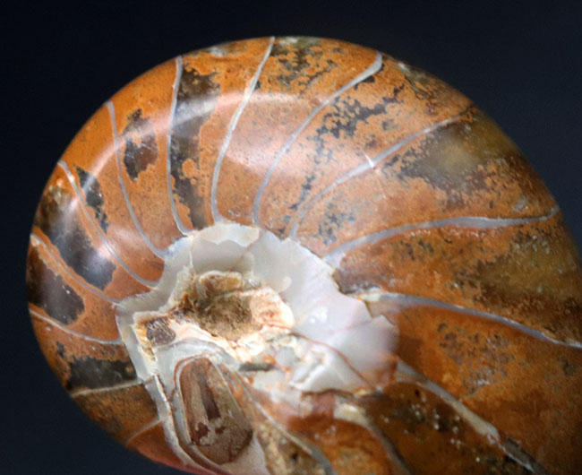 古生代、中生代、現世までその姿をほとんど変えていない生きた化石！およそ１億年前のオウムガイ（Nautilus）の標本（その5）