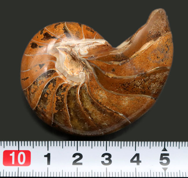 古生代、中生代、現世までその姿をほとんど変えていない生きた化石！およそ１億年前のオウムガイ（Nautilus）の標本（その6）