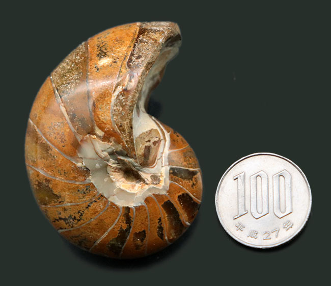 古生代、中生代、現世までその姿をほとんど変えていない生きた化石！およそ１億年前のオウムガイ（Nautilus）の標本（その7）