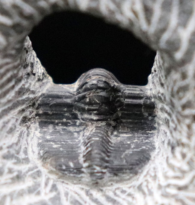 サンバイザーのような面白いフォルムが特徴的な三葉虫、ハルペス(Harpes)(その4)