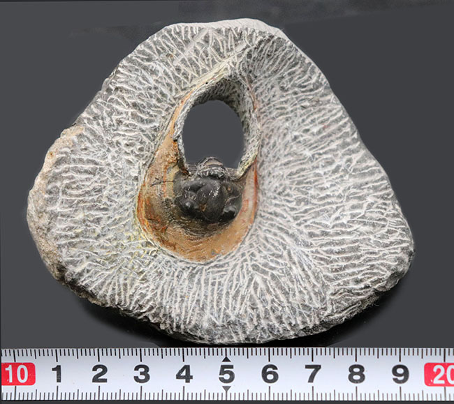 サンバイザーのような面白いフォルムが特徴的な三葉虫、ハルペス(Harpes)(その6)