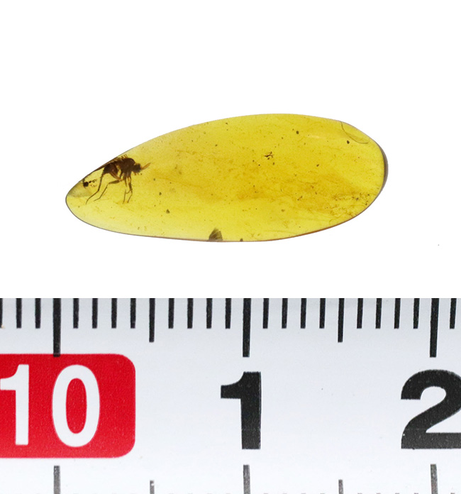 クリアな基質に保存状態の良い虫が内包!約1億年前の琥珀、バーマイト(Burmite)(その10)