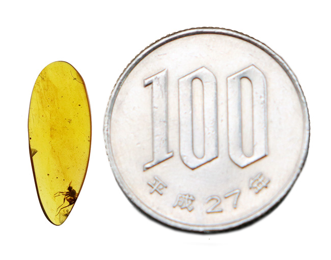 クリアな基質に保存状態の良い虫が内包!約1億年前の琥珀、バーマイト(Burmite)(その11)