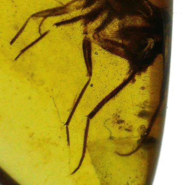クリアな基質に保存状態の良い虫が内包!約1億年前の琥珀、バーマイト(Burmite)(その2)