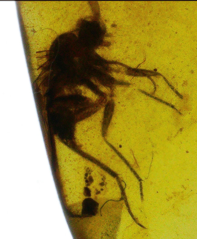 クリアな基質に保存状態の良い虫が内包!約1億年前の琥珀、バーマイト(Burmite)(その4)