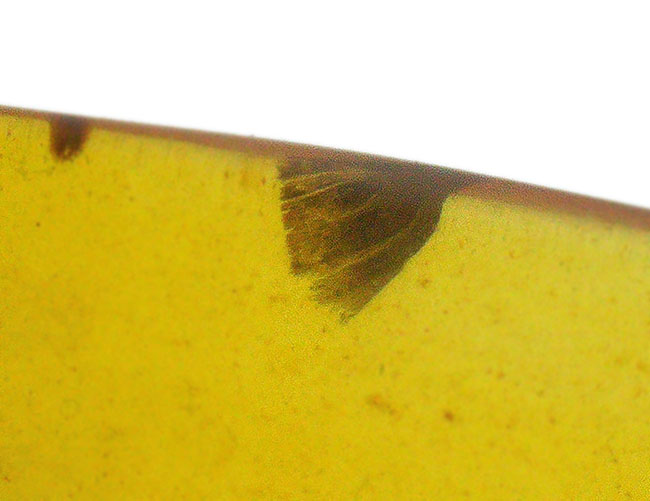クリアな基質に保存状態の良い虫が内包!約1億年前の琥珀、バーマイト(Burmite)(その5)