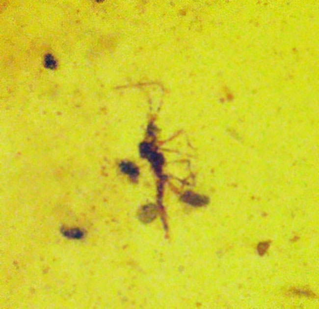 クリアな基質に保存状態の良い虫が内包!約1億年前の琥珀、バーマイト(Burmite)(その6)