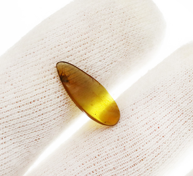 クリアな基質に保存状態の良い虫が内包!約1億年前の琥珀、バーマイト(Burmite)(その7)