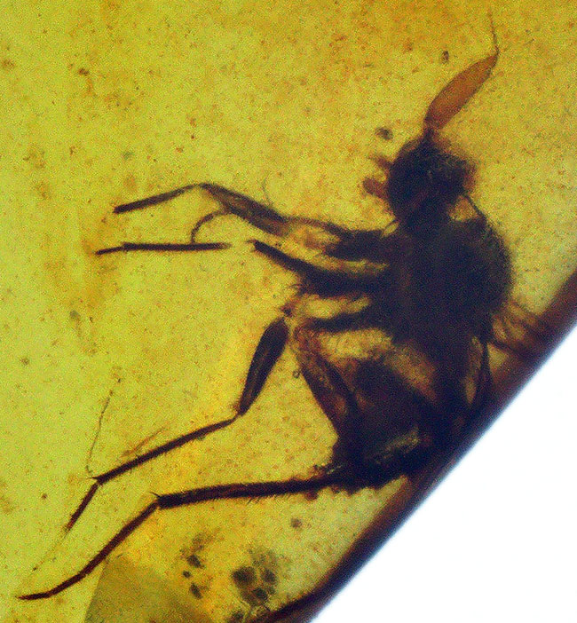 クリアな基質に保存状態の良い虫が内包!約1億年前の琥珀、バーマイト(Burmite)(その9)