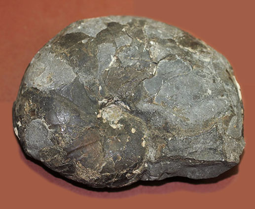 由緒正しき二本木コレクション。北海道大夕張産のアンモナイト、テトラゴニテス(Tetragonites)(その1)