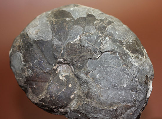由緒正しき二本木コレクション。北海道大夕張産のアンモナイト、テトラゴニテス(Tetragonites)(その2)