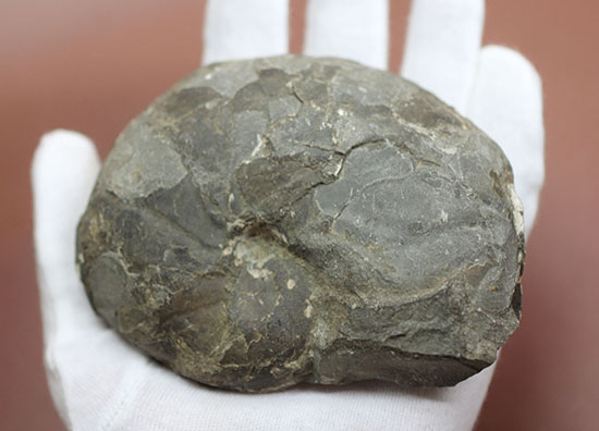 由緒正しき二本木コレクション。北海道大夕張産のアンモナイト、テトラゴニテス(Tetragonites)(その3)