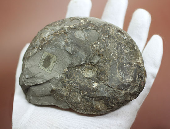 由緒正しき二本木コレクション。北海道大夕張産のアンモナイト、テトラゴニテス(Tetragonites)(その4)