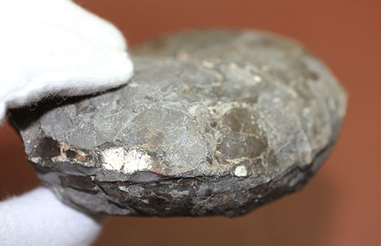 由緒正しき二本木コレクション。北海道大夕張産のアンモナイト、テトラゴニテス(Tetragonites)(その5)