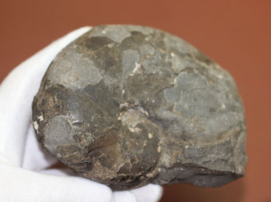 由緒正しき二本木コレクション。北海道大夕張産のアンモナイト、テトラゴニテス(Tetragonites)(その6)