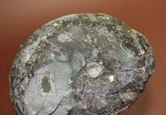 由緒正しき二本木コレクション。北海道大夕張産のアンモナイト、テトラゴニテス(Tetragonites)(その7)