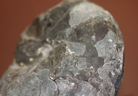 由緒正しき二本木コレクション。北海道大夕張産のアンモナイト、テトラゴニテス(Tetragonites)(その8)