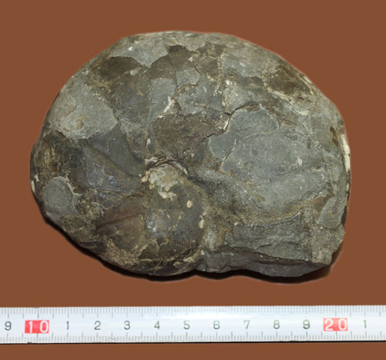 由緒正しき二本木コレクション。北海道大夕張産のアンモナイト、テトラゴニテス(Tetragonites)(その9)