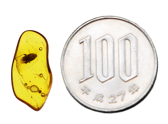 匂いはしませんのでご安心ください!レアなカメムシ目の虫を内包したバルト海産虫入り琥珀(Amber)(その7)