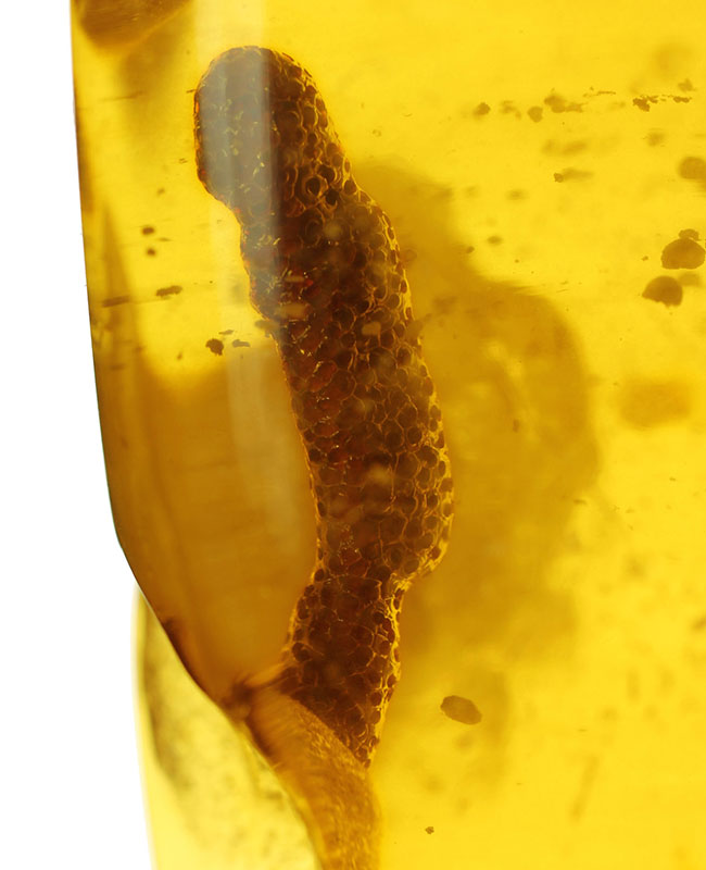珍しいコロンビア産のコーパル（Copal）。フレッシュで透明度の高い基質に浮かぶ生々しい植物片を御覧ください。（その1）