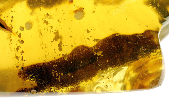 珍しいコロンビア産のコーパル(Copal)。フレッシュで透明度の高い基質に浮かぶ生々しい植物片を御覧ください。(その12)