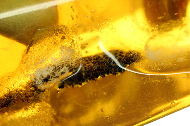 珍しいコロンビア産のコーパル(Copal)。フレッシュで透明度の高い基質に浮かぶ生々しい植物片を御覧ください。(その15)