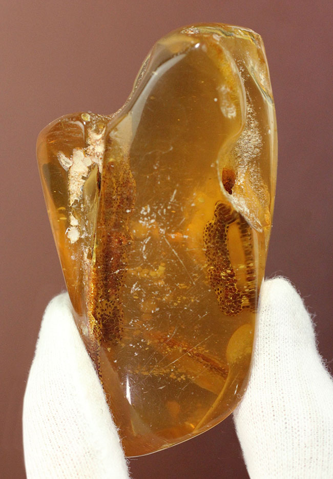 珍しいコロンビア産のコーパル(Copal)。フレッシュで透明度の高い基質に浮かぶ生々しい植物片を御覧ください。(その2)