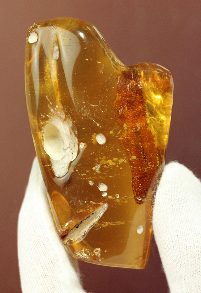 珍しいコロンビア産のコーパル(Copal)。フレッシュで透明度の高い基質に浮かぶ生々しい植物片を御覧ください。(その3)