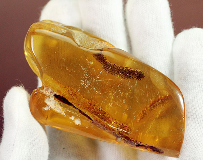 珍しいコロンビア産のコーパル(Copal)。フレッシュで透明度の高い基質に浮かぶ生々しい植物片を御覧ください。(その4)