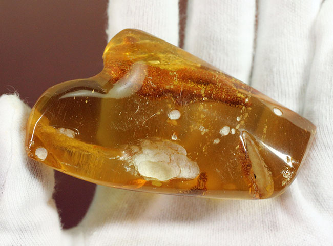 珍しいコロンビア産のコーパル(Copal)。フレッシュで透明度の高い基質に浮かぶ生々しい植物片を御覧ください。(その6)