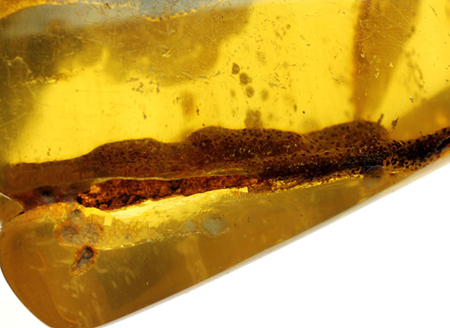 珍しいコロンビア産のコーパル(Copal)。フレッシュで透明度の高い基質に浮かぶ生々しい植物片を御覧ください。(その9)