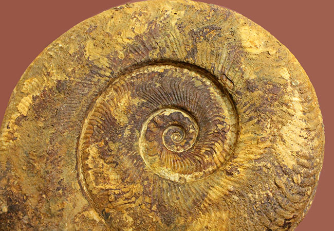 ２０センチオーバー、１キロを優に超える、立派な標本。フランス中西部産トゥアール地方のジュラ紀の地層から採集されたアンモナイト、ハーポセラス（Harpoceras sp.）（その2）