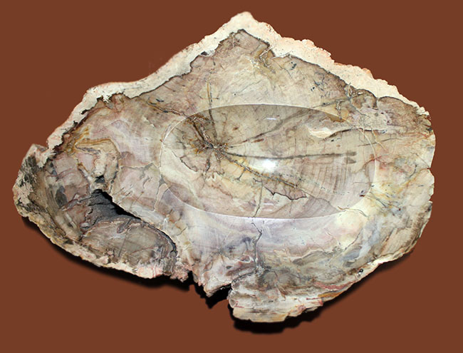 インテリアとしても小物入れとしても利用が可能、古生代ペルム紀の珪化木(petrified wood)。側面には樹皮が保存。(その1)